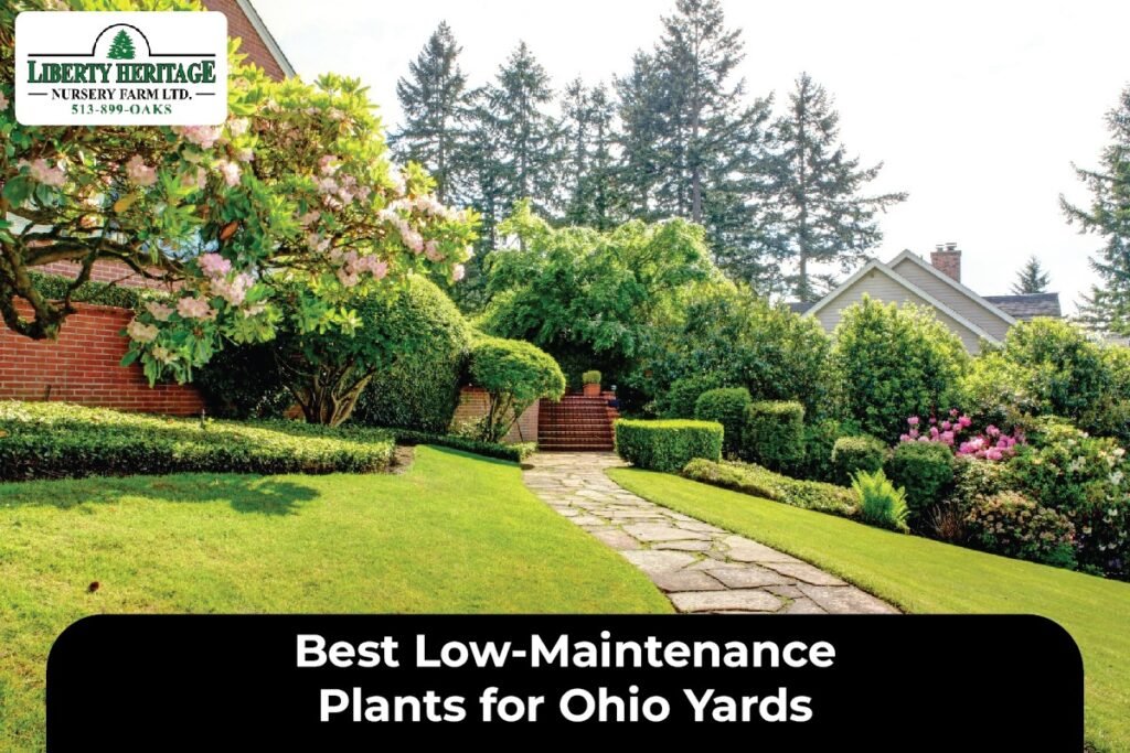 Best Low-Maintenance Plants for Ohio Yards