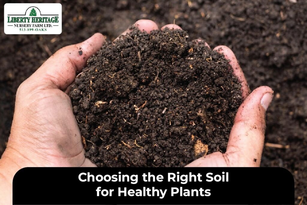 Right Soil for Healthy Plants