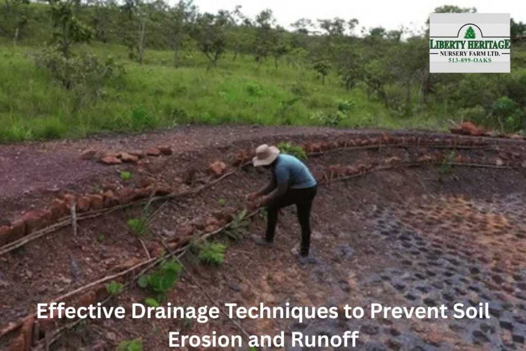 Effective Drainage Techniques to Prevent Soil Erosion and Runoff