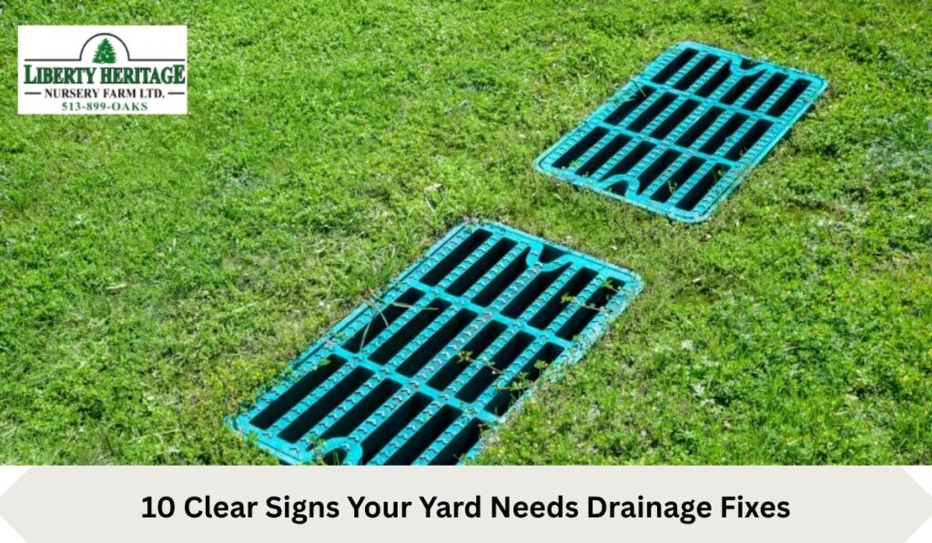 10 Clear Signs Your Yard Needs Drainage Fixes