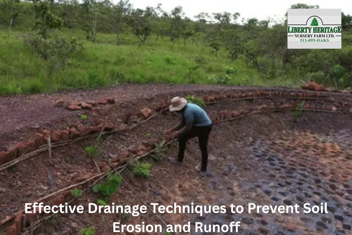 Effective Drainage Techniques to Prevent Soil Erosion and Runoff